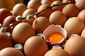 Broiler Eggs for Hatching / Chicken Hatching Eggs