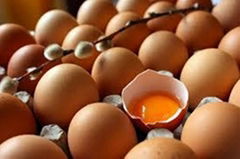 Broiler Eggs for Hatching / Chicken Hatching Eggs