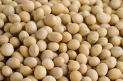 soybeans