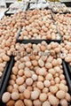 Broiler Eggs for Hatching / Chicken Hatching Eggs 2