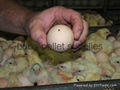 Broiler Eggs for Hatching / Chicken Hatching Eggs 3