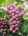 Grape Seed Extract 1