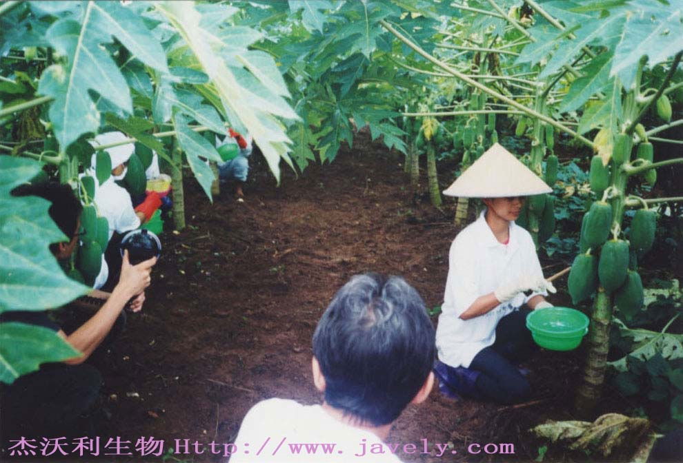 杰沃利種植基地