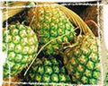 Bromelain