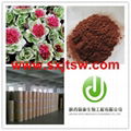 rhodiola rosea extract Salidroside Rosavin 1