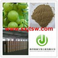 Amla extract 10:1 1