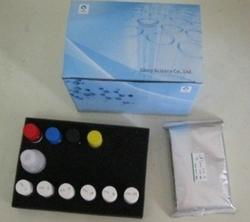 Rat Leptin (LEP) ELISA Kit