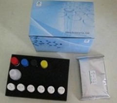 Rat Leptin (LEP) ELISA Kit