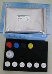 Rat Insulin (INS) ELISA Kit