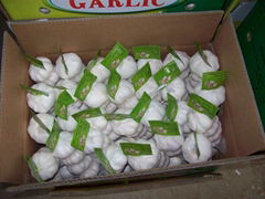 garlic