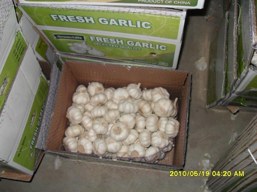 Pure white garlic 5
