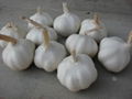 china garlic