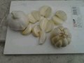 china garlic