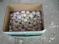 chinese fresh garlic 1