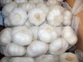 chinese fresh garlic 5