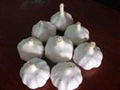 fresh china garlic from chinese garlic