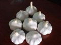 fresh china garlic from chinese garlic factory