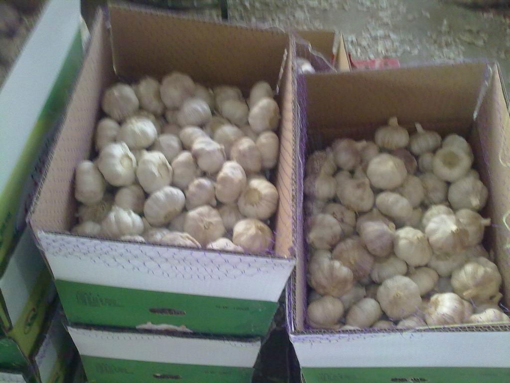 fresh china garlic from chinese garlic factory 4