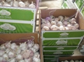 2013 new fresh garlic