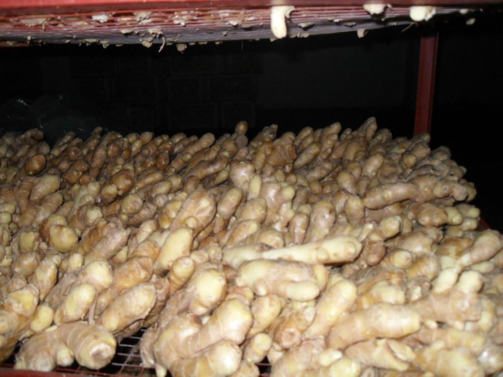 air dried ginger 4