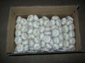  white garlic 10kg cartons