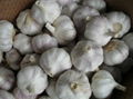  white garlic 10kg cartons