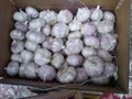  white garlic 10kg cartons