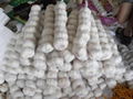 chinese fresh white garlic