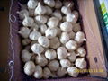 fresh pure white garlic