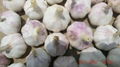 fresh chinese normal white garlic