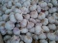 fresh chinese normal white garlic
