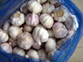 fresh chinese normal white garlic