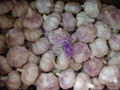 China pink garlic