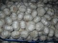 China pure white garlic