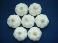 China pure white garlic