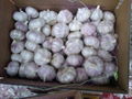 Fresh Chinese Garlic