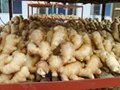 AIR DRIED GINGER