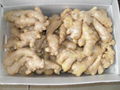 CHINESE FRESH GINGER