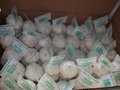 garlic exporter from China