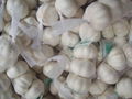garlic exporter from China garlic factory
