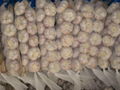 garlic exporter from China garlic factory