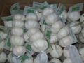 garlic exporter from China garlic producer