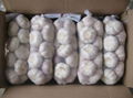 chinese fresh white garlic exporter