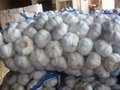 chinese fresh white garlic exporter