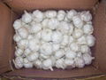 chinese fresh white garlic exporter