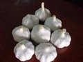 chinese fresh pure white garlic exporter