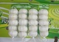 chinese fresh pure white garlic exporter