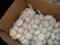 chinese fresh normal white garlic exporter