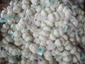 pure white garlic.normal white garlic.fresh garlic.garlic factory