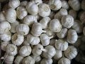 pure white garlic.normal white garlic.fresh garlic.garlic factory